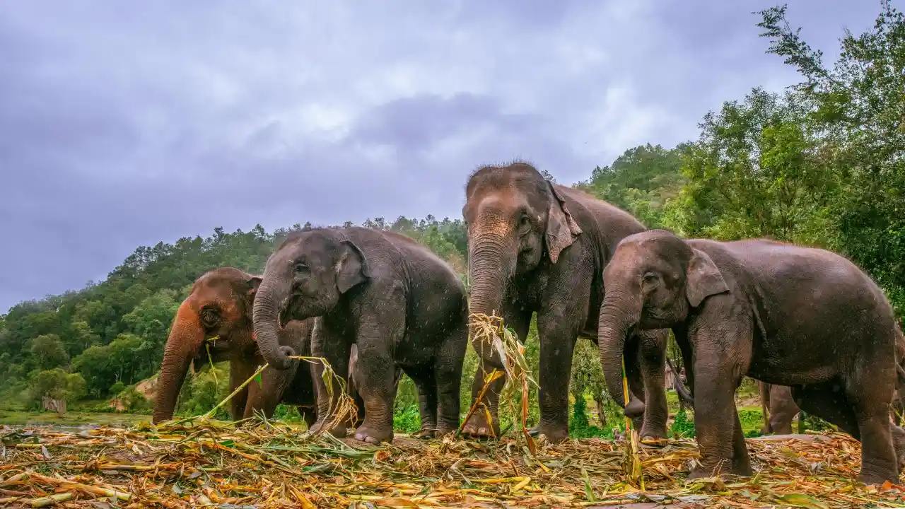 Chiang Mai Night Safari.webp