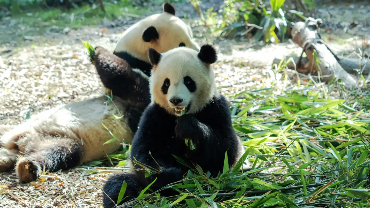 Chiang Mai Zoo Pandas.webp