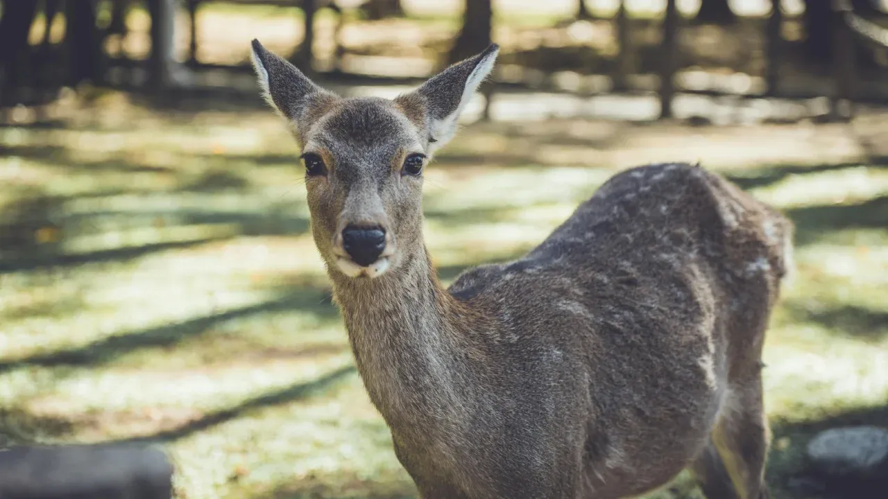 Deer Nara Park.webp