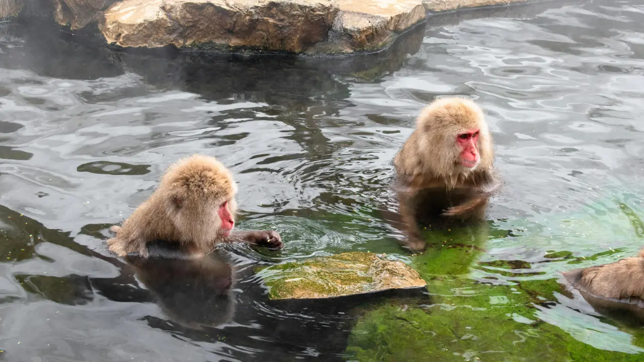 Jigokudani Monkey Park Location.webp