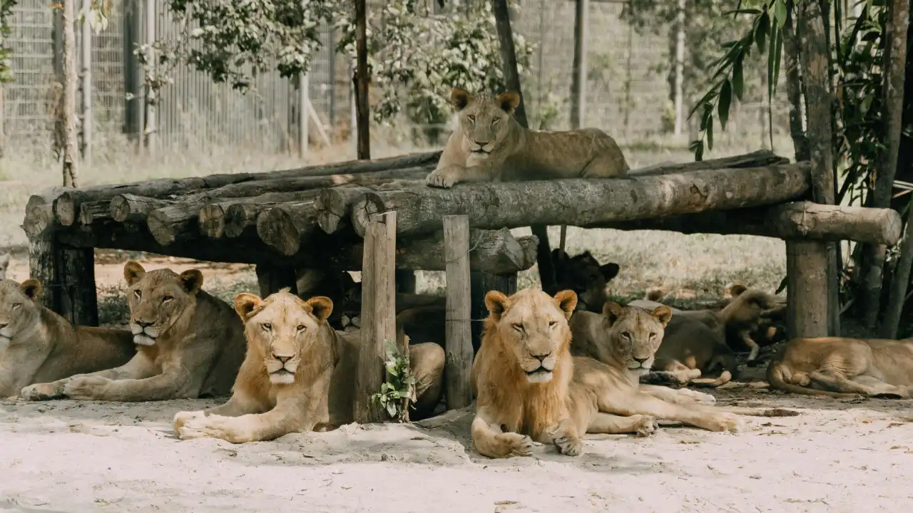 Safari World in Bangkok.webp