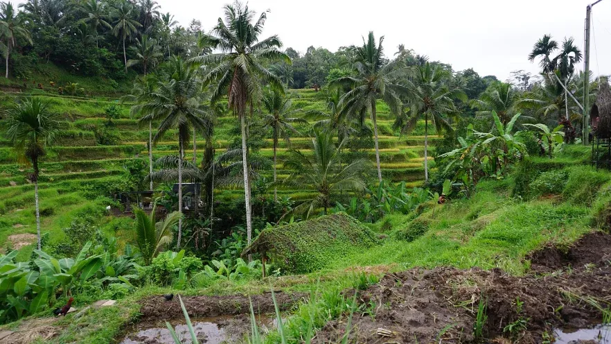 Tegalalang Rice Terraces