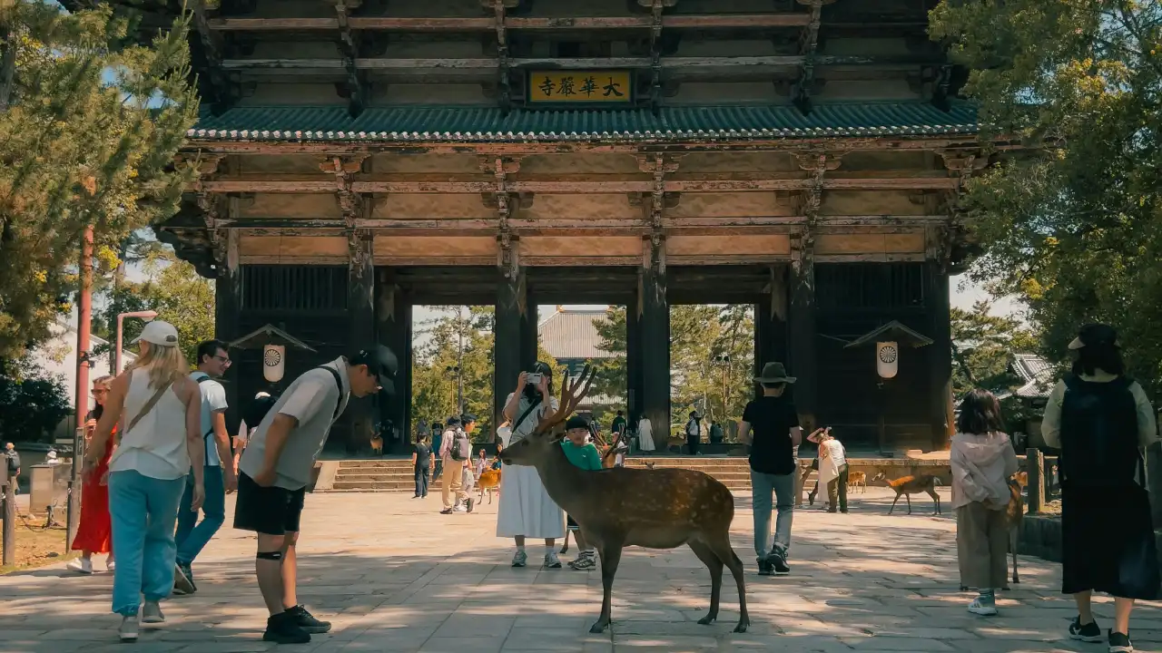 Things to do in Nara Park.webp