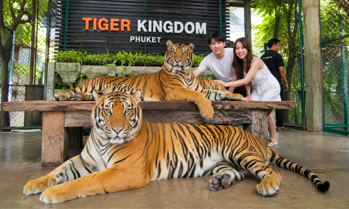 Tiger Kingdom Phuket.webp