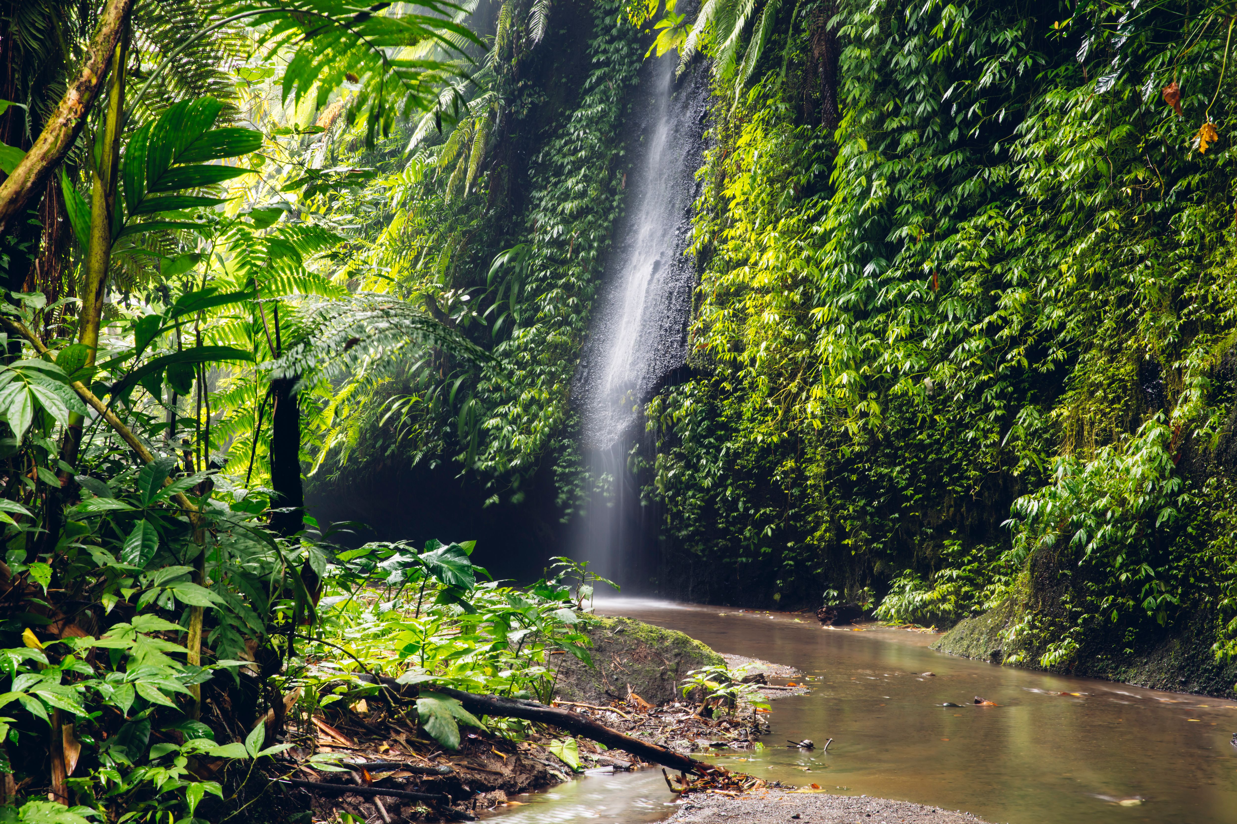 Tropical Rainforest, One of Earth's Large Biome - Taman Safari Bali