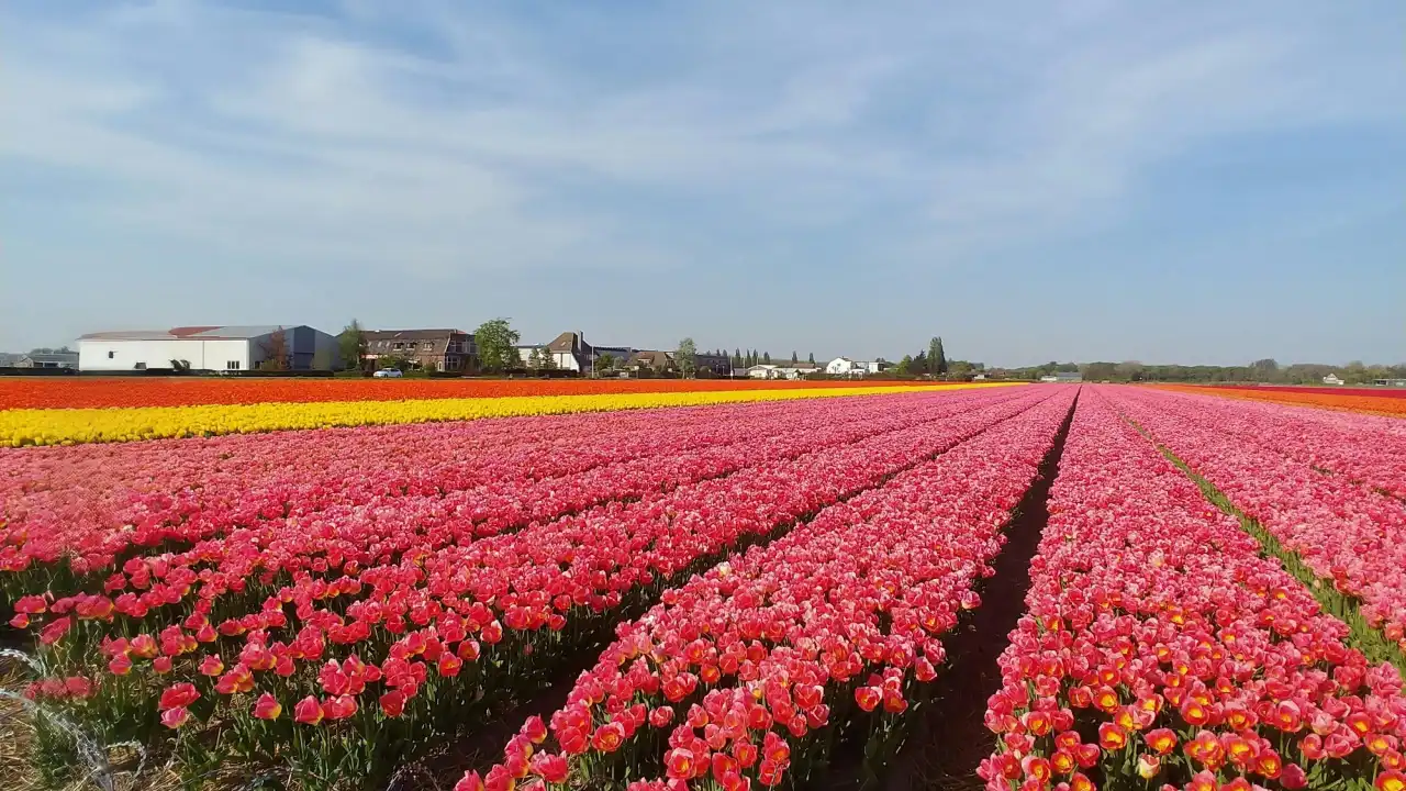 Tulip in Amsterdam.webp