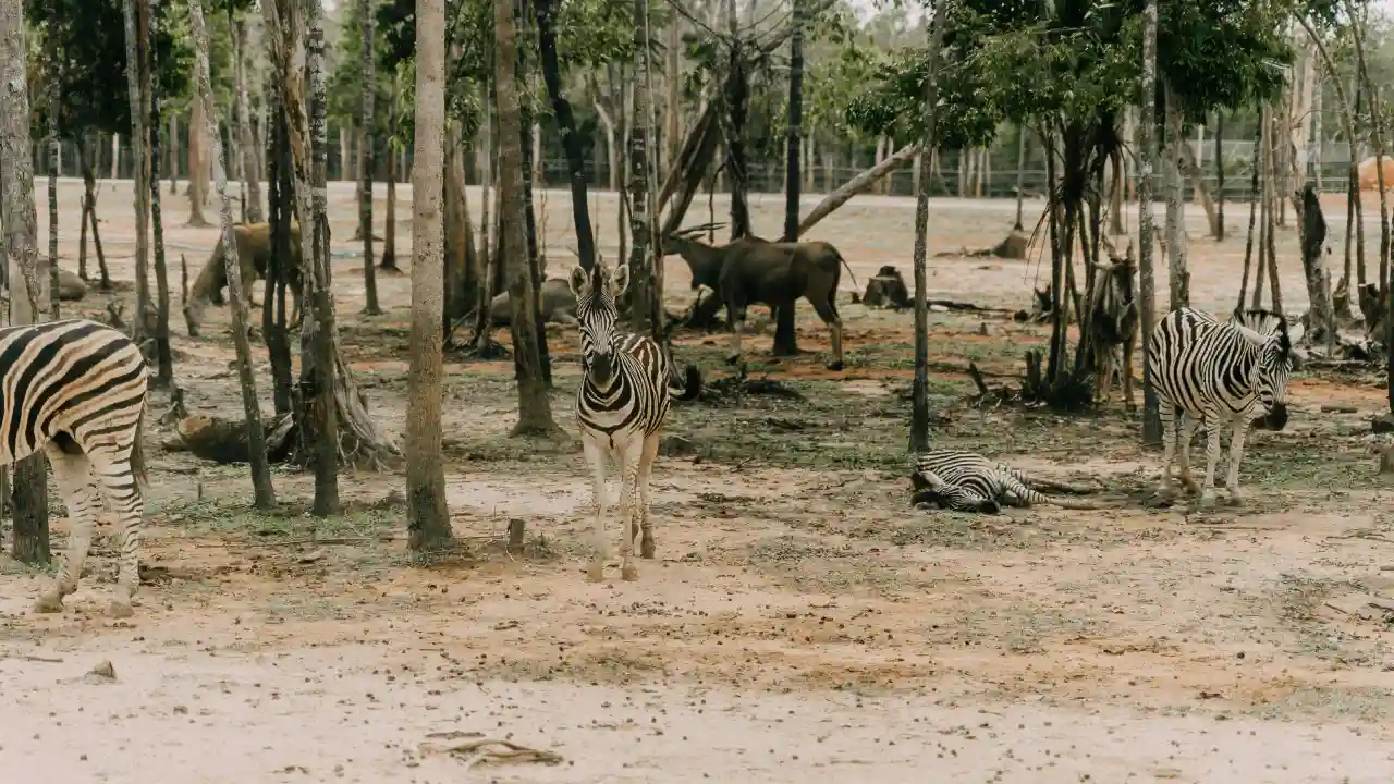 Where is Safari World Bangkok.webp