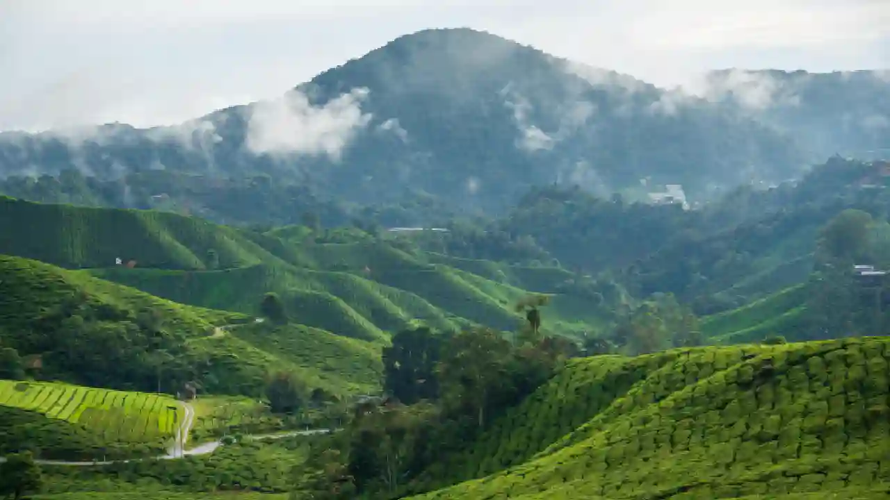 cameron highlands in malaysia.webp